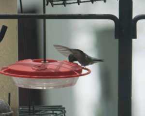 Storm hummingbird-12