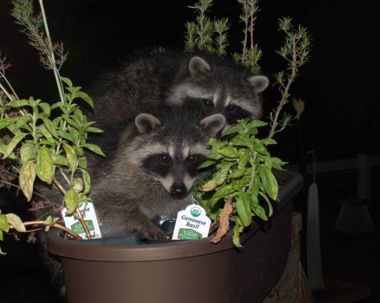 Raccoons in planter 3