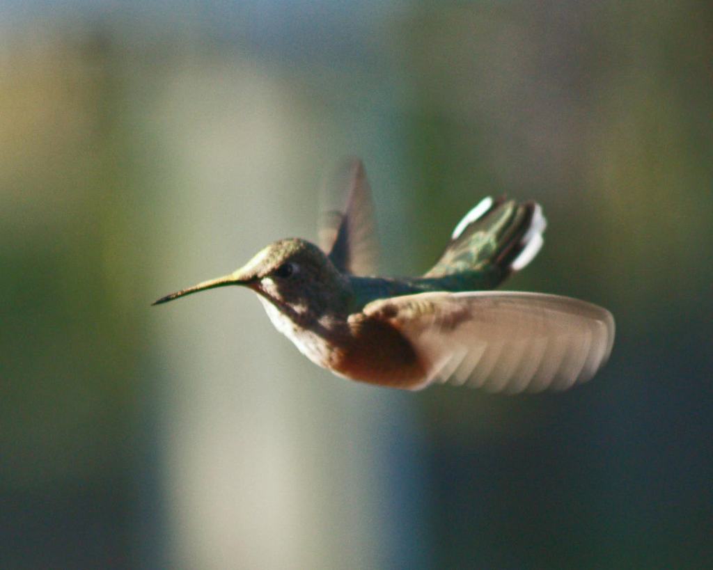 Female calliope flicking her tail while hovering.