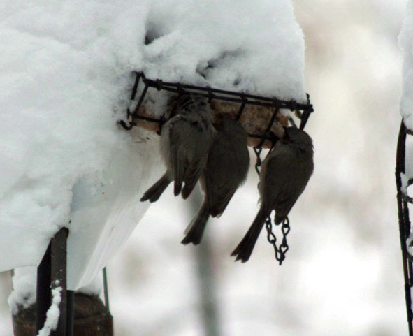 We don't normally have bushtits in our yard, but these bushtits clustered on our suet feeder one brutally cold morning in February 2013. 