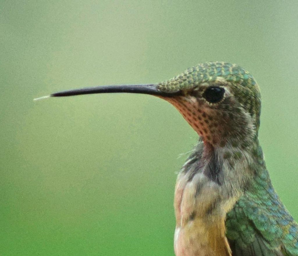 Male calliope hummingbirds have dark collars.