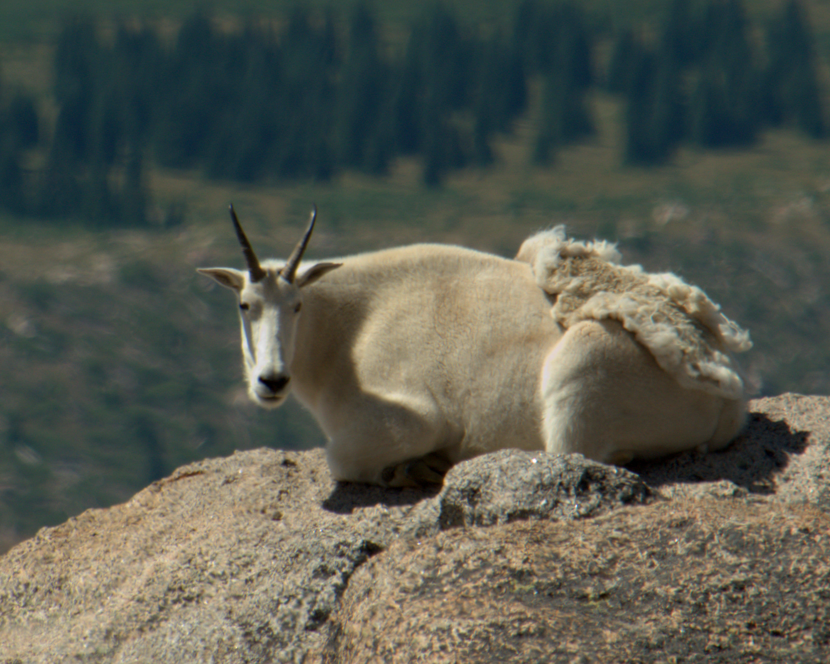 Mountain goat (2)
