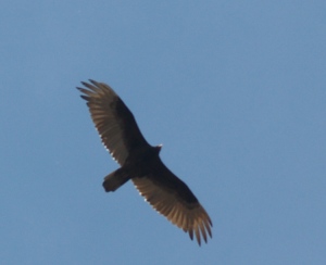 Turkey vultures are large dark birds. When they soar, they spread their wingtips.