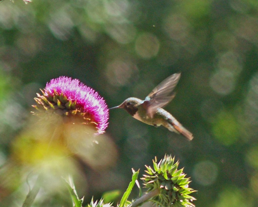 Male broadtailed hummingbird gets pollen from a bull thistle.
