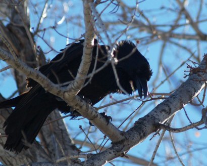 Angry raven scolds our dog: "Arg! Arg! Arg!" Erect head and neck feathers are a dominance display.